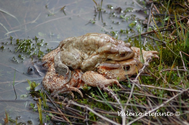 Bufo bufo @ Ctr. Feudozzo (Castel di Sangro)
